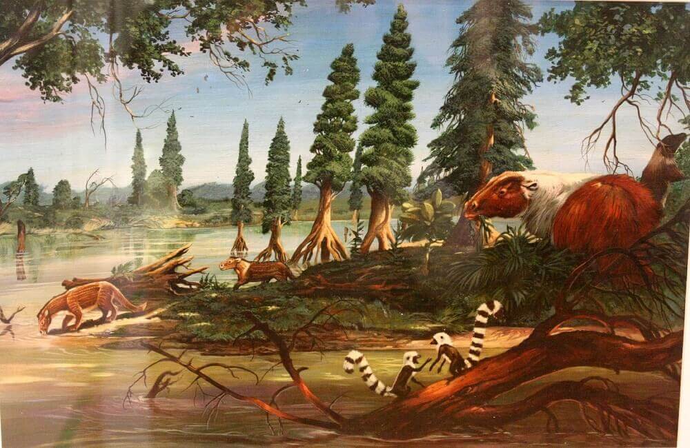 cenozoic era